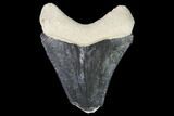 Bargain, Bone Valley Megalodon Tooth - Florida #99840-1